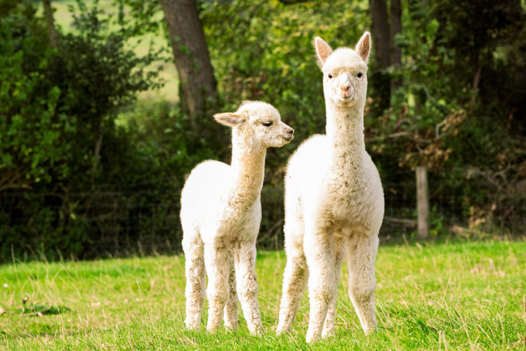 two white alpacas