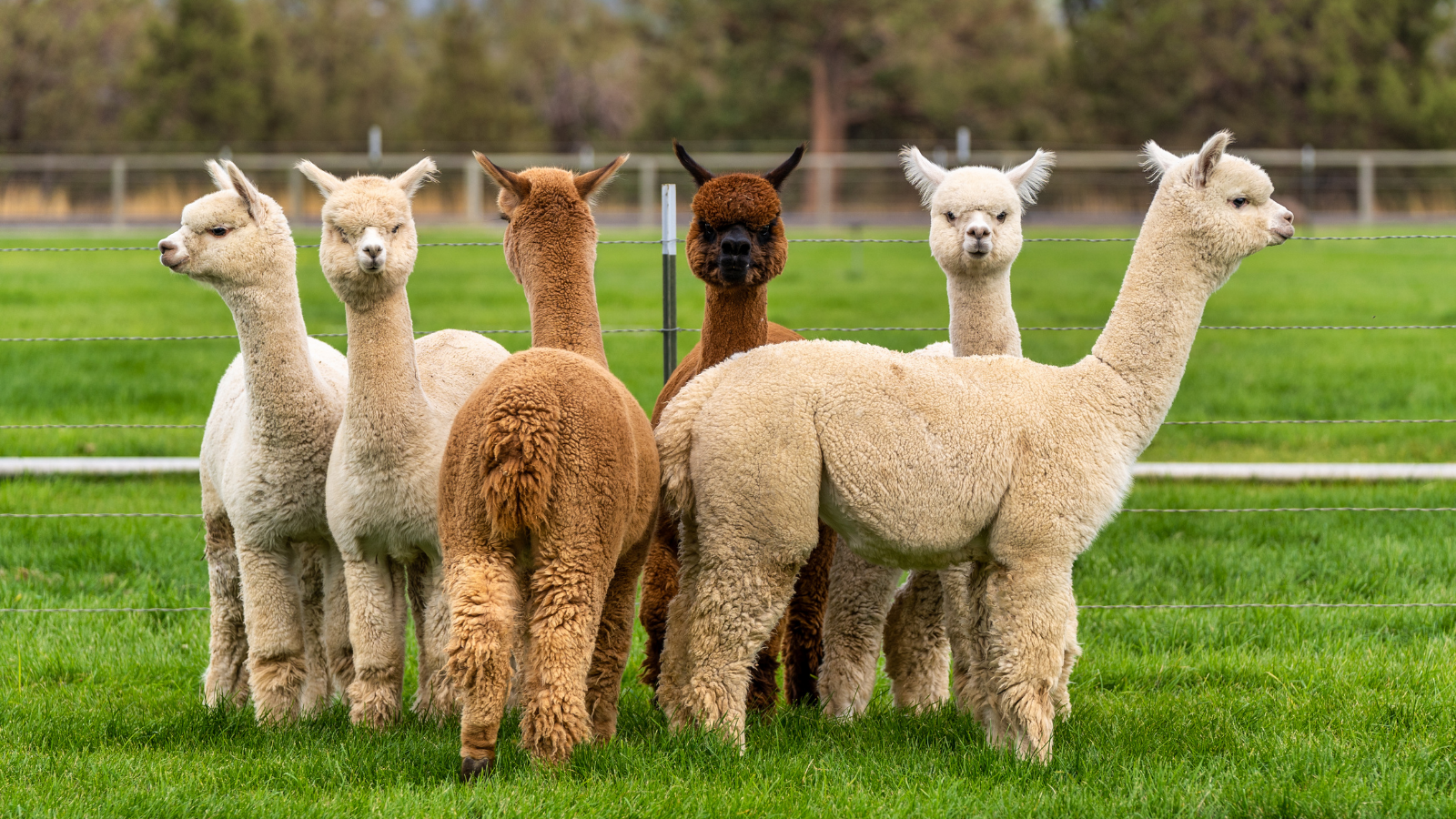 MicroCombed alpaca fleece, the essential difference